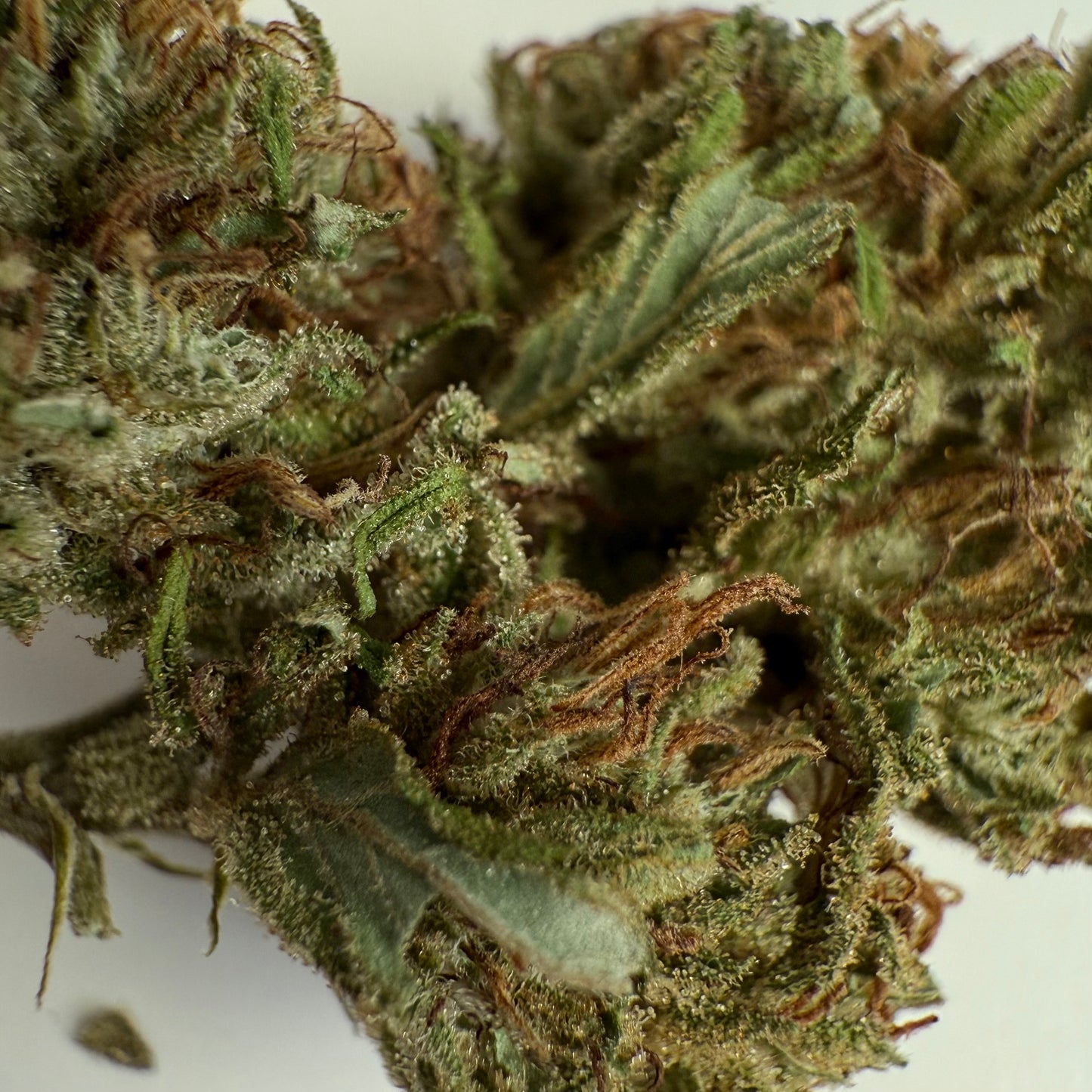 Lilac Diesel